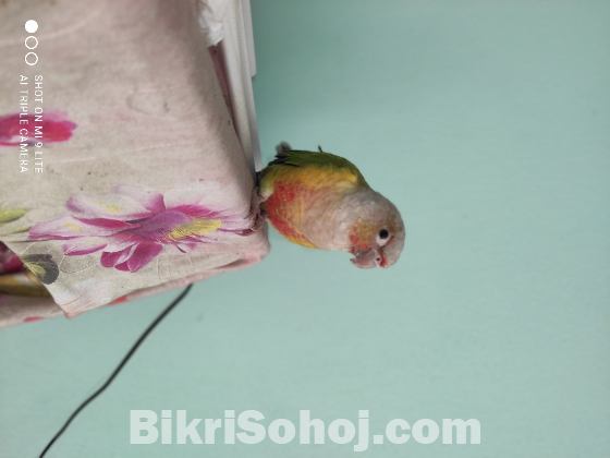 অসম্ভব চোখ জুড়ানো, চঞ্চল, চমৎকার কুনুর পাখি বিক্রি